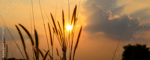 Banner Sunset grass wind autumn meadow in countryside. Panorama Beautiful sunset golden grass field natural flora sunlight outdoor flare. Rural landscape nature plant scene crop view with copy space