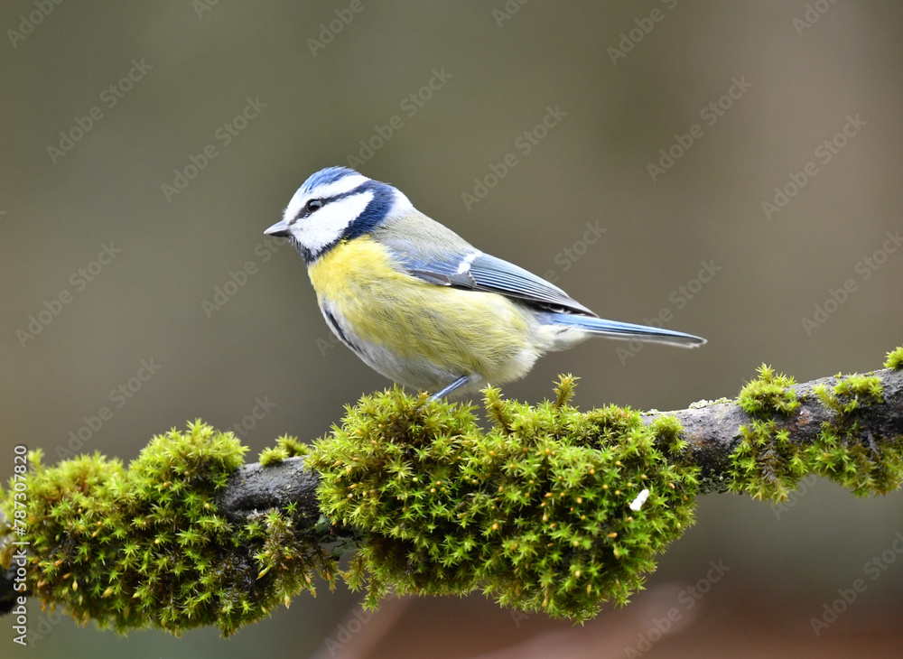 Obraz premium Blaumeise