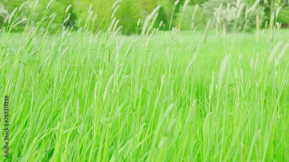 green fresh spring grass swaying, flutter in strong wind, stormy weather, Wind Gusts, natural blurred background, summertime season, environmental concept, Beautiful nature scene green fresh spring grass swaying, flutter in strong wind, stormy weather, Wind Gusts, natural blurred background, summertime season, environmental concept, Beautiful nature scene