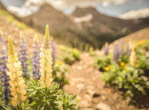 Lupines along a hiking path near Crested Butte, Colorado © D'Arcangelo Stock