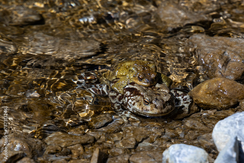 the love of two frogs, toads. one above the other on the shore of a small body of water. they rest and mate giving birth to tadpoles. The bodies blend in with the surrounding environment.