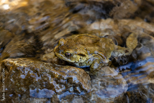 the love of two frogs, toads. one above the other on the shore of a small body of water. they rest and mate giving birth to tadpoles. The bodies blend in with the surrounding environment.
