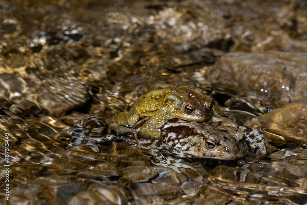 the love of two frogs, toads. one above the other on the shore of a small body of water. they rest and mate giving birth to tadpoles. The bodies blend in with the surrounding environment. the love of two frogs, toads. one above the other on the shore of a small body of water. they rest and mate giving birth to tadpoles. The bodies blend in with the surrounding environment.