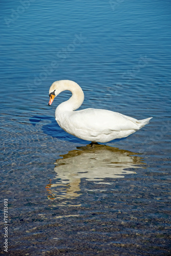 White swan in clear lake water. Sunny spring day.