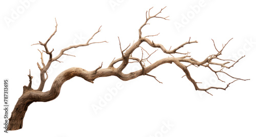 PNG A Dry branch tree driftwood nature plant.