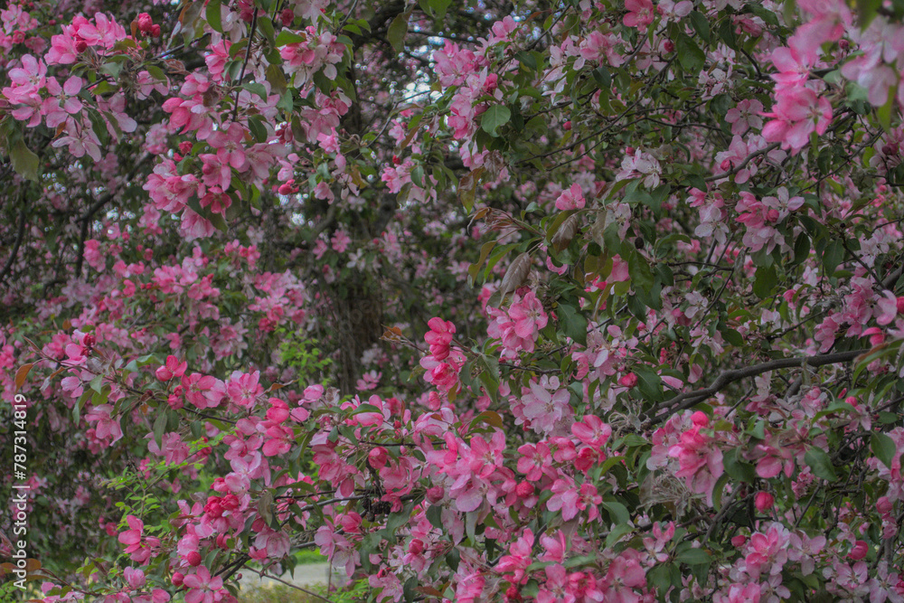 Blooming sakura tree during spring,flowering branches with pink flowers as floral botanical background wallpaper, cloudy gray grey sky Blooming sakura tree during spring,flowering branches with pink flowers as floral botanical background wallpaper, cloudy gray grey sky