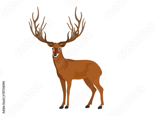 Schomburgk's deer on a white background. photo