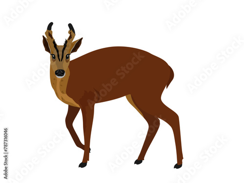 Fea's muntjac on a white background.