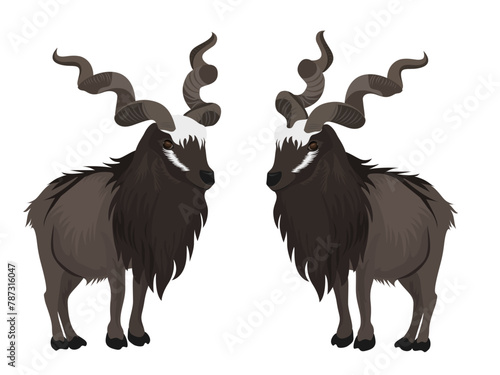 markhor on a white background.