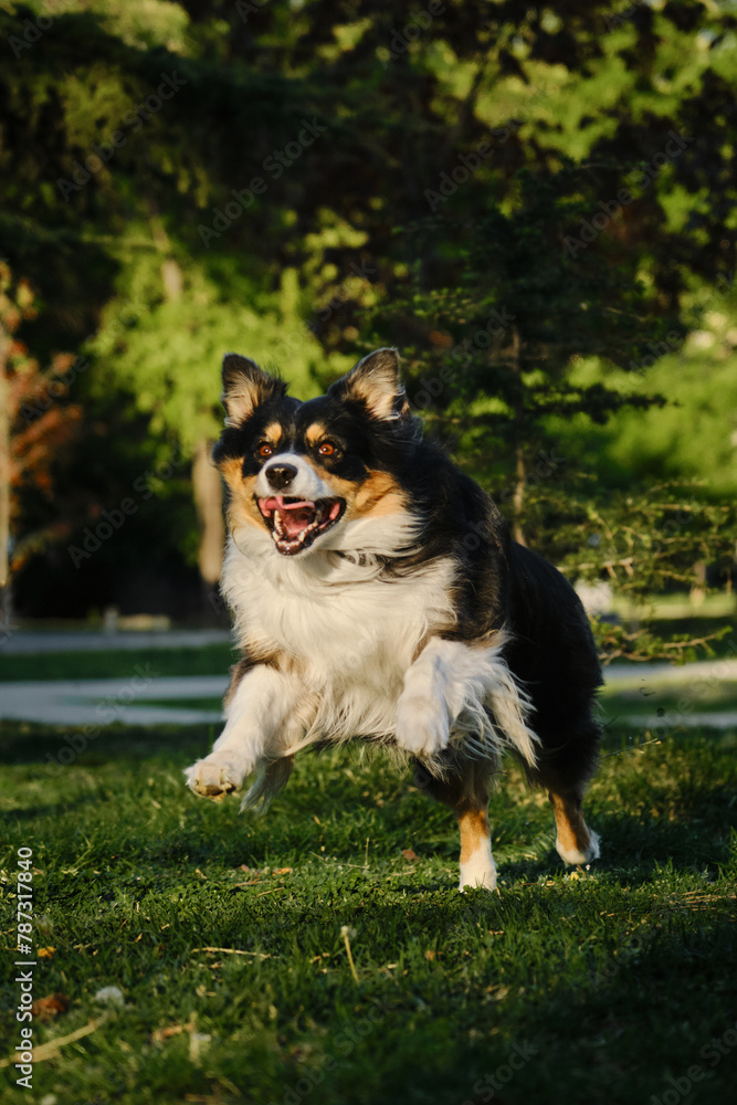 Black tricolor fluffy Australian Shepherd runs and plays in a spring park in a green clearing. A charming playful dog having fun on a walk. Front view portrait of pet with funny crazy face in move.