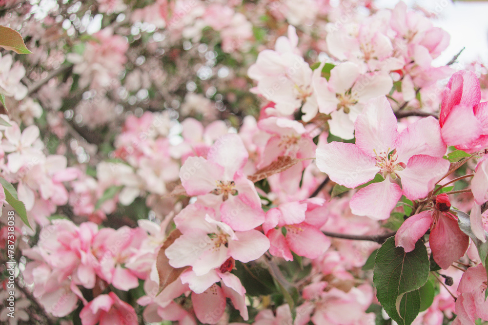 Blooming sakura tree during spring,flowering branches with pink flowers as floral botanical background wallpaper, close up view