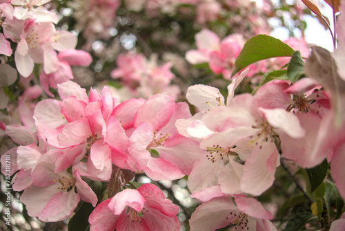 Blooming sakura tree during spring,flowering branches with pink flowers as floral botanical background wallpaper, close up view