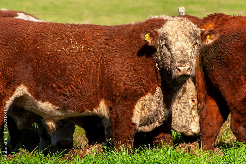 Herd of Hereford cattle on the pasture in brazilian ranch. Herd of Hereford cattle on the pasture in brazilian ranch.