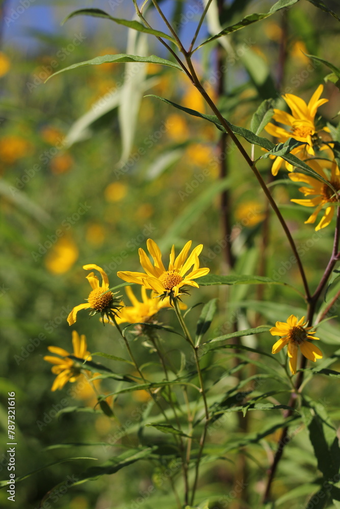 Obraz premium yellow flowers in the garden