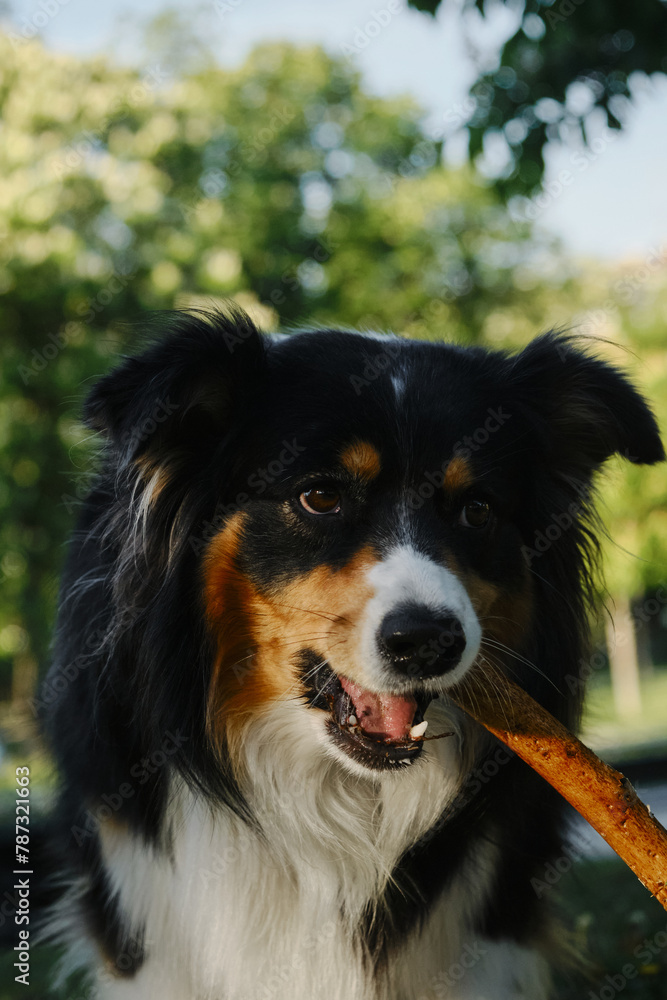 Black tricolor fluffy Australian Shepherd plays with a tree stick in a spring park in a green clearing. A charming playful dog having fun on a walk. Close up view portrait.