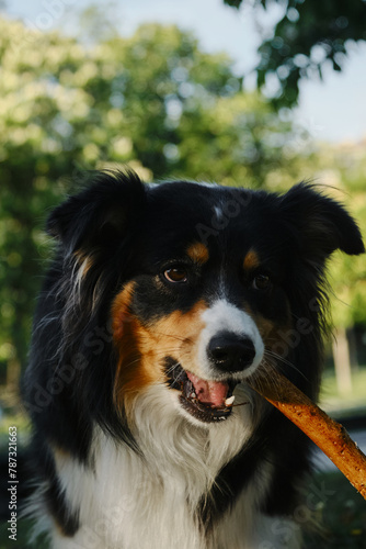 Black tricolor fluffy Australian Shepherd plays with a tree stick in a spring park in a green clearing. A charming playful dog having fun on a walk. Close up view portrait. © Ekaterina