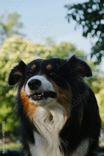 Black tricolor Australian Shepherd dog chews a yummy with a funny expression on his face. Funny dog, close-up outdoor portrait.