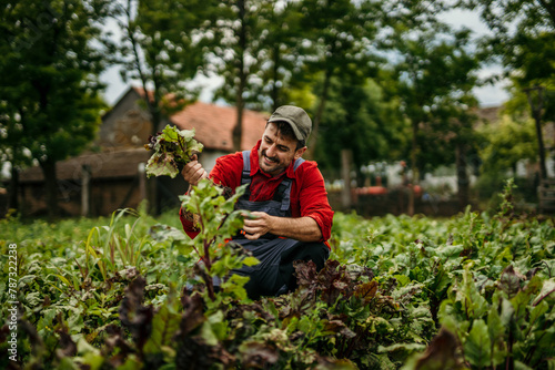 Male farm worker harvesting veggies on his farm