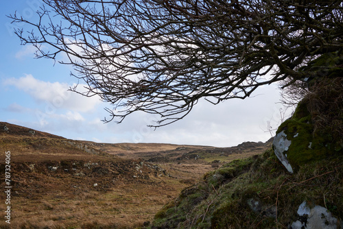 February and a bare, windswept tree looking landwards from Craignish Point by Ardfern, Argyll and Bute, Scotland photo