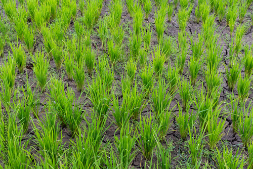 Green rice field in dye soil