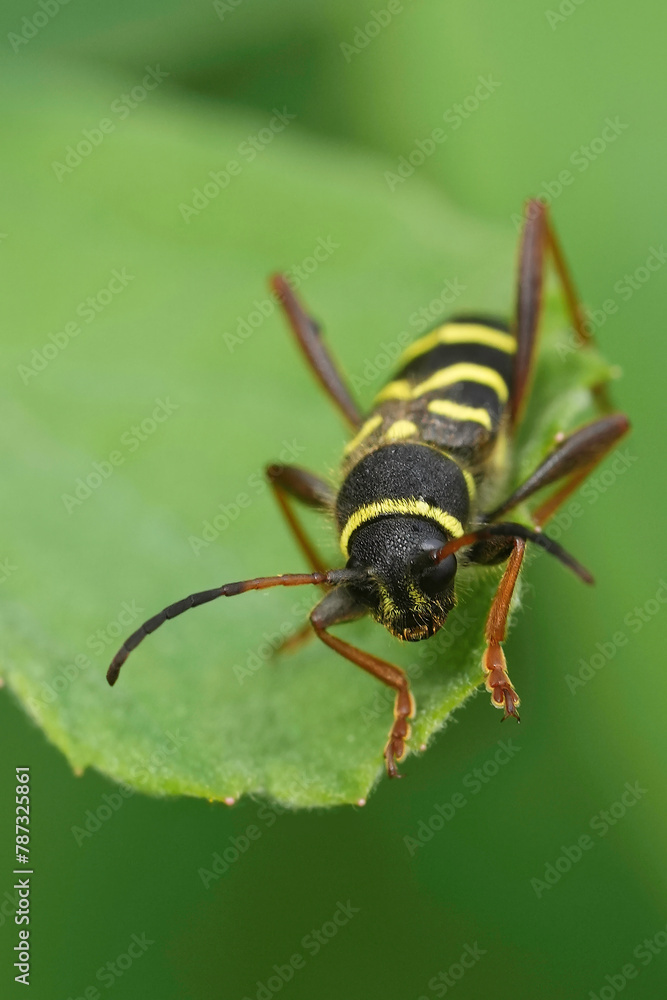 Vertical closeup on a wasp-mimicking longhorn beetle, Clytus arietis Vertical closeup on a wasp-mimicking longhorn beetle, Clytus arietis