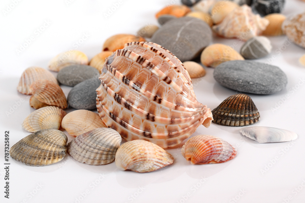 Various shells and pebbles on a light background Various shells and pebbles on a light background