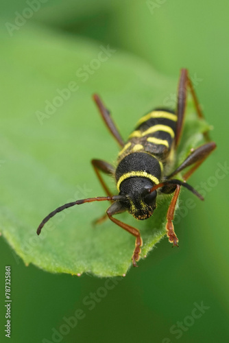 Vertical closeup on a wasp-mimicking longhorn beetle, Clytus arietis © Henk
