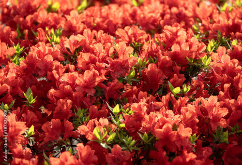 A field of bright red azaleas in full bloom