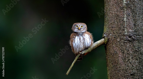 Glaucidium passerinum sits on a branch and looks at the prey.