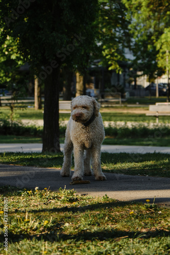 Lagotto romagnolo in spring park. An Italian curly beige water dog stands on a path in the park near the green grass. Full-length portrait front view. photo