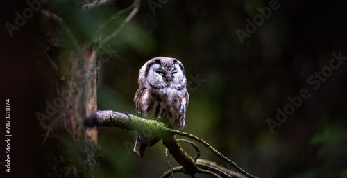 Aegolius funereus sits on a branch and looks at the prey. photo