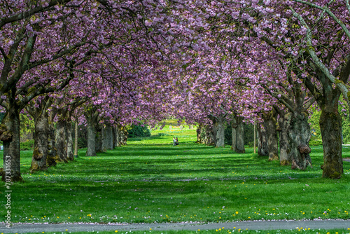 Cherry Blossoms in a Park of Hamburg Germany