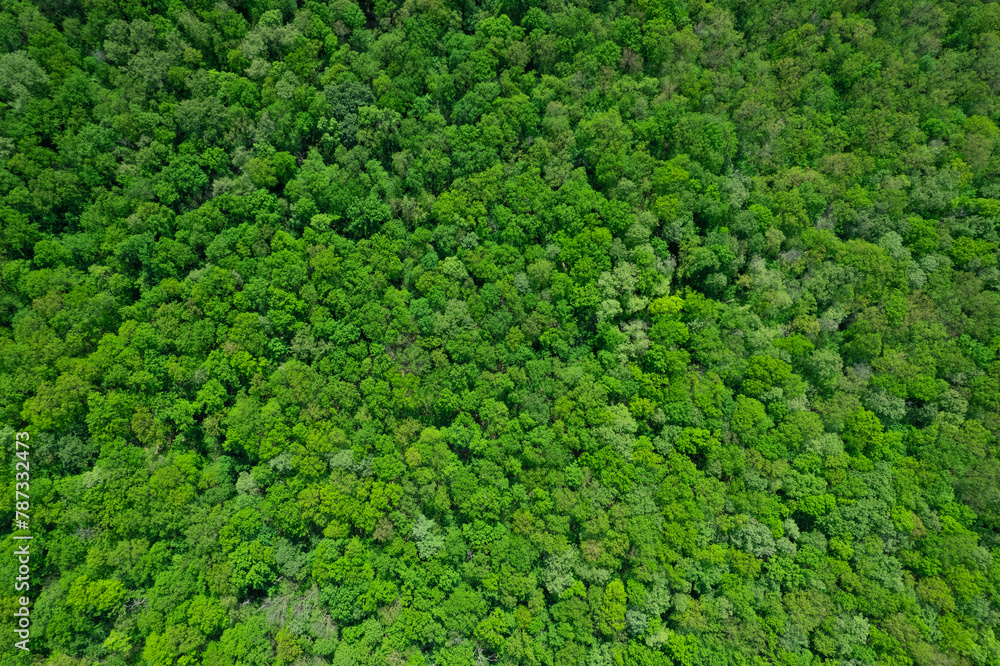 Aerial view of forest,ecosystem and healthy environment. Texture of green tree forest.