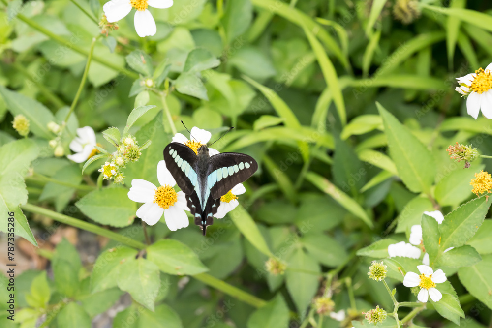 Beautiful common bluebottle (Graphium sarpedon) butterfly on the flower. Beautiful common bluebottle (Graphium sarpedon) butterfly on the flower.