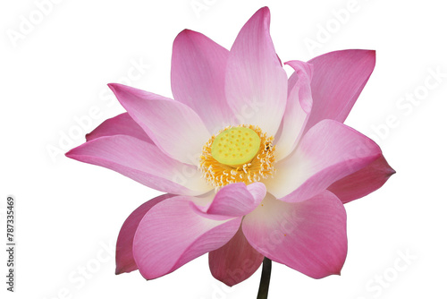 Lotus flower isolated on white background  Indian lotus  sacred lotus  bean of India  or simply lotus  Nelumbo nucifera.   