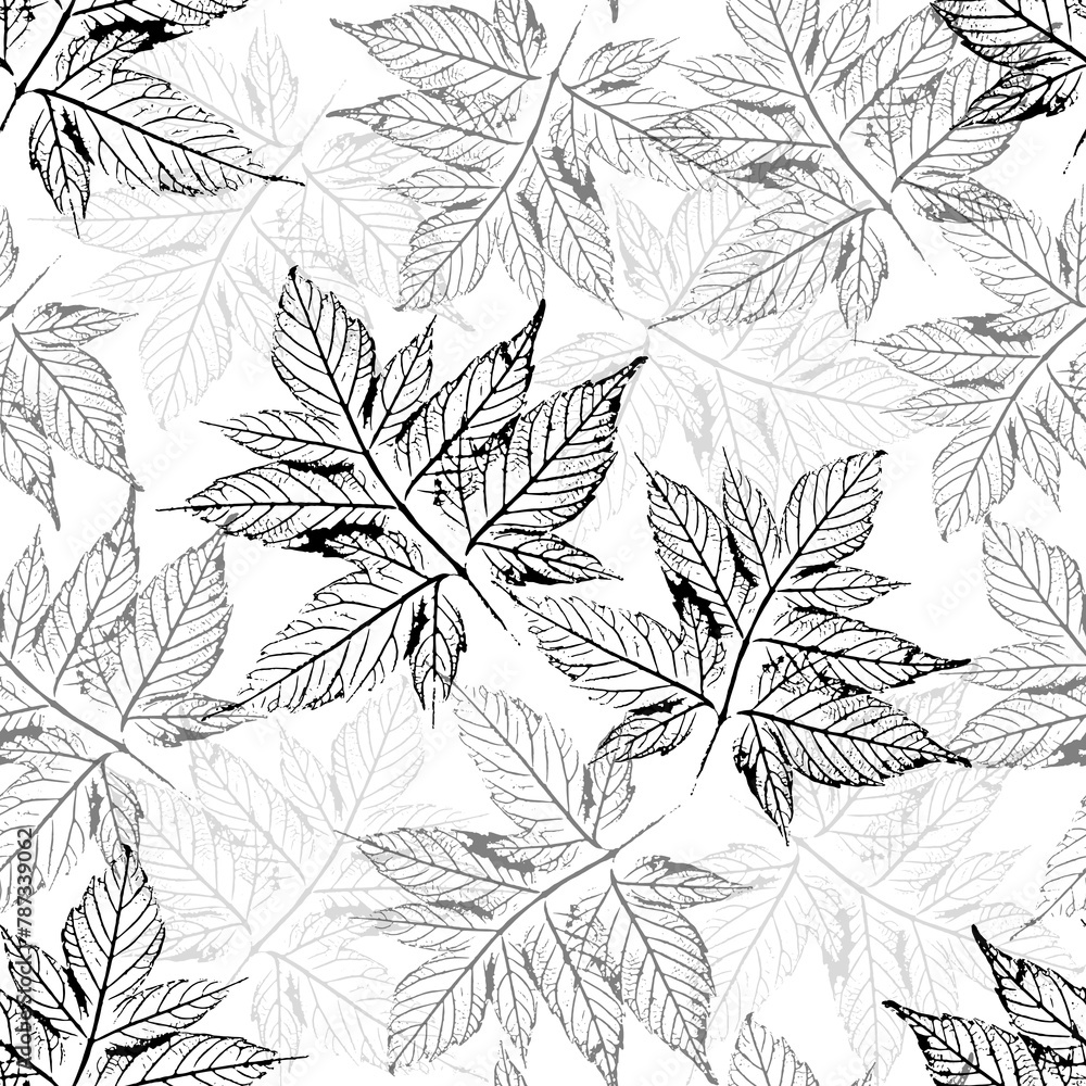 Delicate pattern with openwork maple leaves on a white background. Prints of skeletonized leaves in black and gray are chaotically arranged. For fabric, textile, wallpaper, cover, wrapping paper.