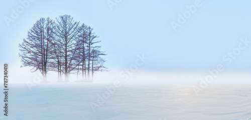 Frozen dead tree on the snow - Siberia, Russia