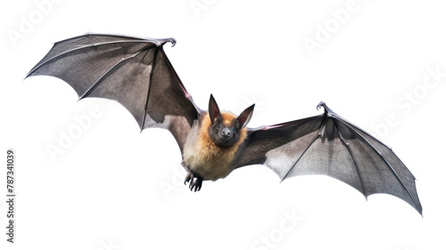 PNG Bat wildlife animal mammal. 