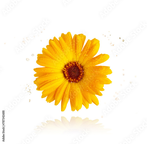 Orange Marigold flower isolated on white background. Calendula medicinal plant, herbal medicine and natural ingredient for skincare beauty products.