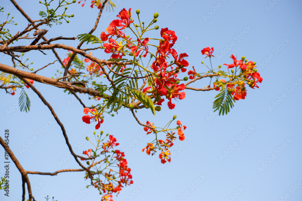 Selective focus colorful Delonix Regia flower in the sky background.Also called Royal Poinciana, Flamboyant, Flame Tree.Beautiful red flower in a garden. Selective focus colorful Delonix Regia flower in the sky background.Also called Royal Poinciana, Flamboyant, Flame Tree.Beautiful red flower in a garden.