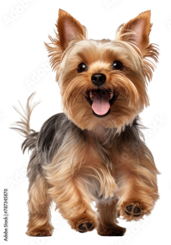 PNG Happy smiling dancing yorkshire terrier mammal animal pet. © Rawpixel.com