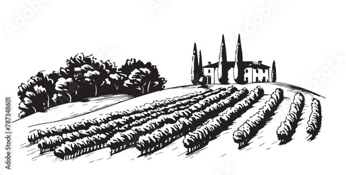 Vineyard landscape, Sketch, hand drawn illustrations.
