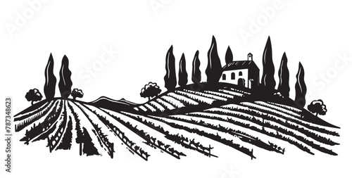 Vineyard landscape, Sketch, hand drawn illustrations. 