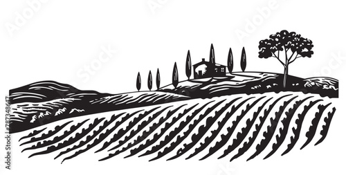 Vineyard landscape, Sketch, hand drawn illustrations. 