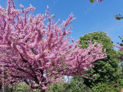 alberi di fiori rosa