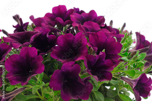 Beautiful flower purple petunia.