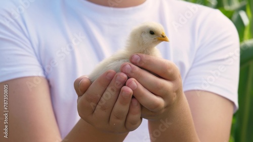 Boy male kid hands holding cute little yellow chick small chicken outdoor greenery park closeup. Teen child arms with adorable funny baby poultry fowl farming and agriculture summer countryside