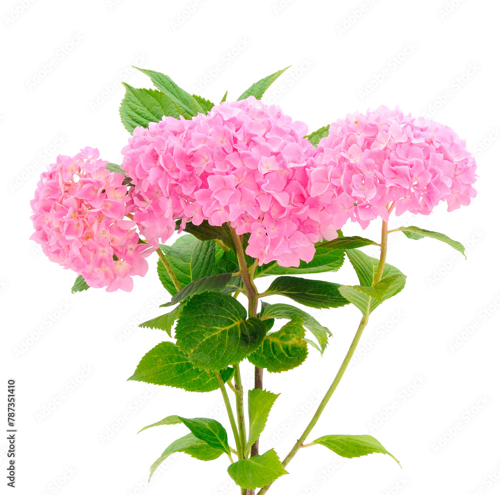 Fototapeta premium Hydrangea isolated on a white background.