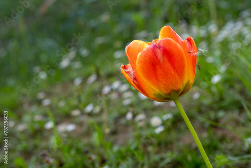 Natural bokeh of garden with orange tulip and seeds of dandelion flower on the petals.