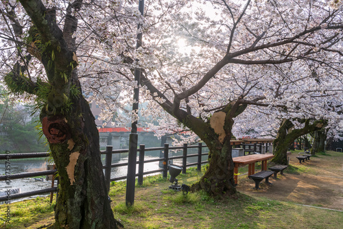 White sakura bloom by river at sunrise in Ureshino onsen park © Blanscape